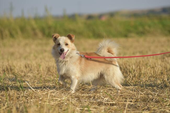 Kamel szuka odpowiedzialnego domu.