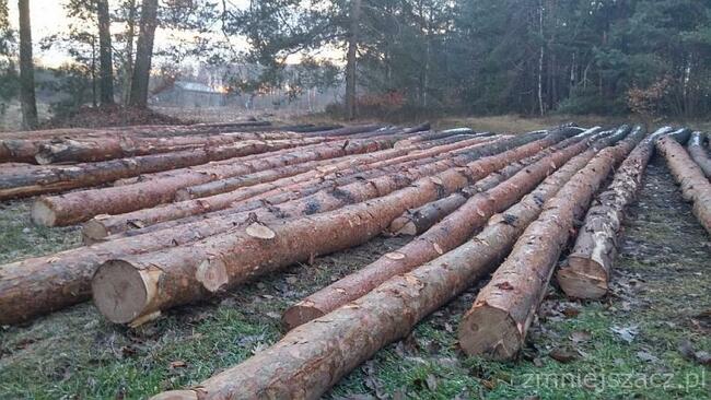 Las kupię, wycinka lasu, skup drzewa