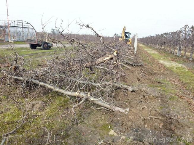 Las kupię, wycinka lasu, skup drzewa