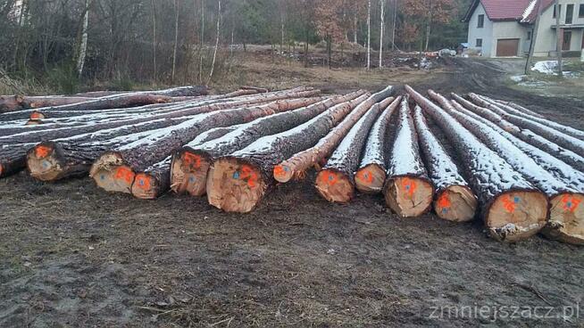 Las kupię, wycinka lasu, skup drzewa