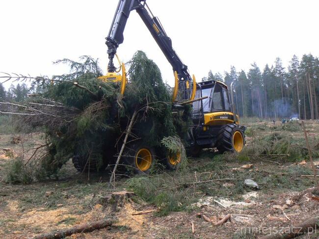 Las kupię, wycinka lasu, skup drzewa
