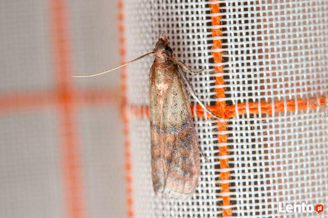 Usługi antyalergiczne, odkażające, piorące, lecznicze: OZON.