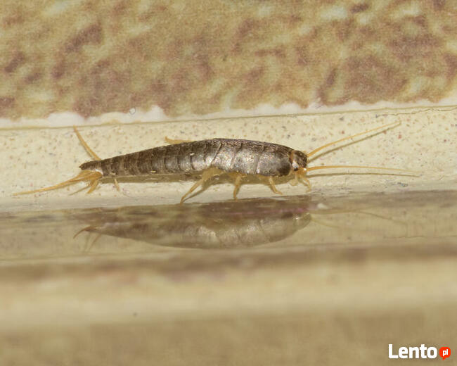 Usługi antyalergiczne, odkażające, piorące, lecznicze: OZON.