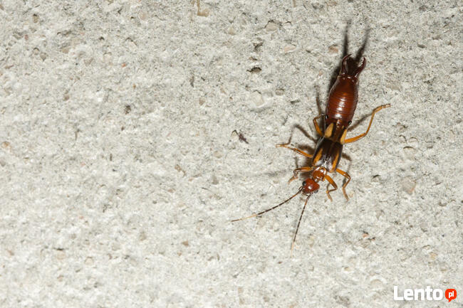 Usługi antyalergiczne, odkażające, piorące, lecznicze: OZON.