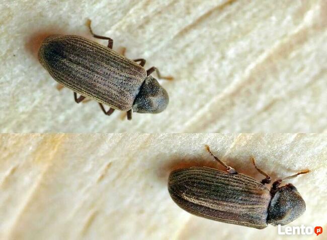 Usługi antyalergiczne, odkażające, piorące, lecznicze: OZON.