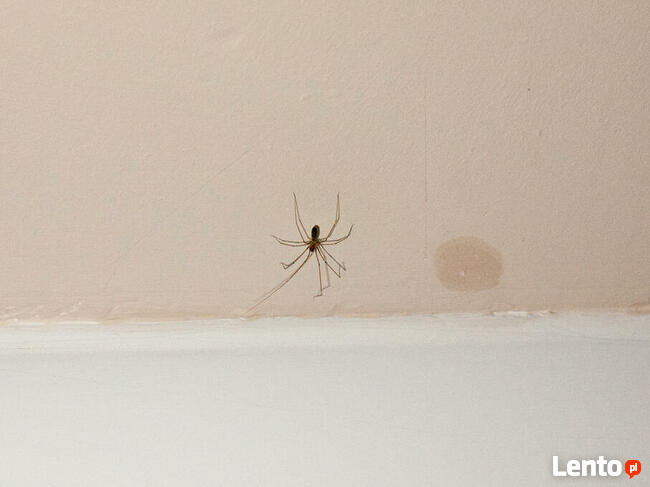 Usługi antyalergiczne, odkażające, piorące, lecznicze: OZON.