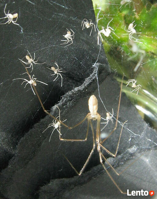 Usługi antyalergiczne, odkażające, piorące, lecznicze: OZON.