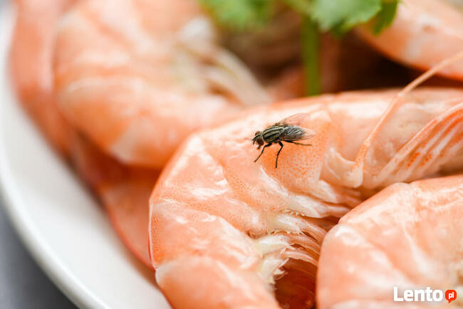 Usługi antyalergiczne, odkażające, piorące, lecznicze: OZON.