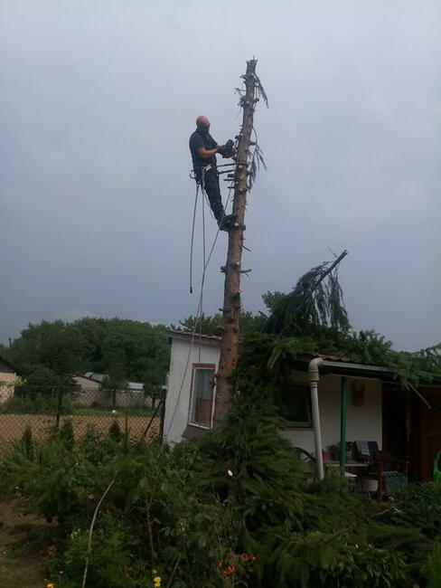 Wycinka drzew, również trudno dostępnych.