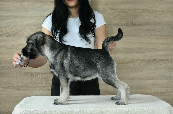 Sznaucer średni pieprz i sól - szczenięta ZKwP, FCI