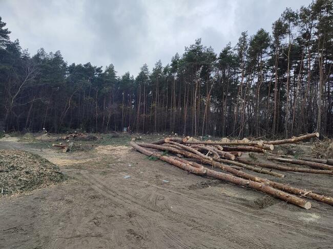 Wycinka drzew, również trudno dostępnych.