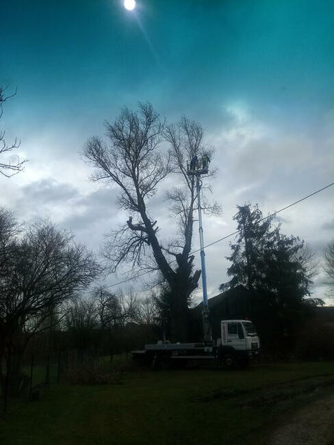 Wycinka drzew, również trudno dostępnych.