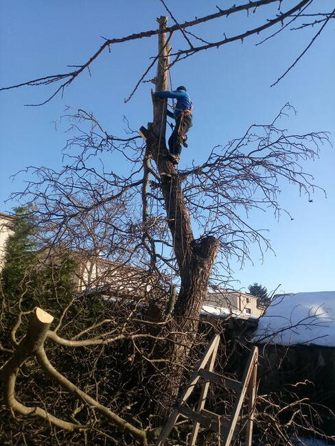 Wycinka drzew, również trudno dostępnych.