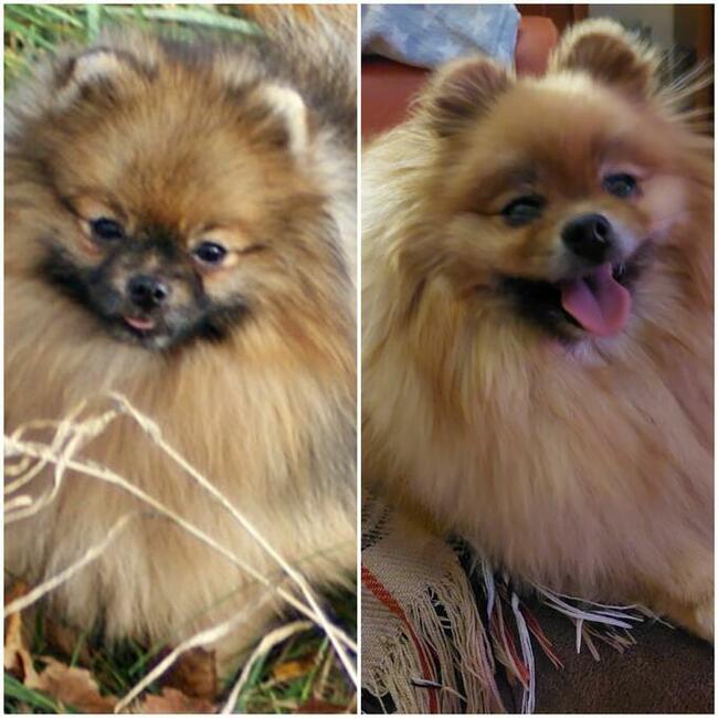 Reproduktor Pomeranian FCI ZKwP szpic miniaturowy