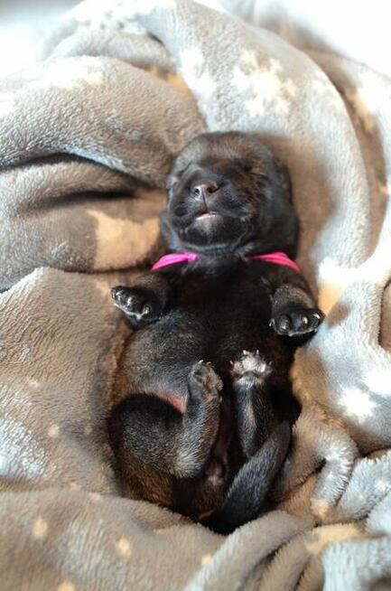 Sznaucer średni pieprz i sól - szczenięta ZKwP, FCI