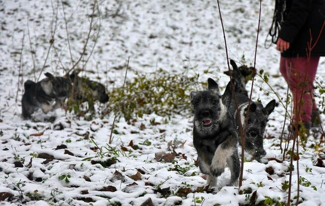 Sznaucer średni pieprz i sól - szczenięta ZKwP, FCI