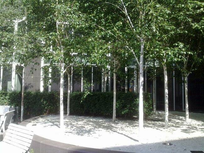 Brzoza pożyteczna DOORENBOS -duże sadzonki śląsk małopolska