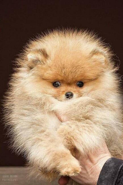 Okazja: za śliczne szczenięta Pomeranian - szpic miniaturowy