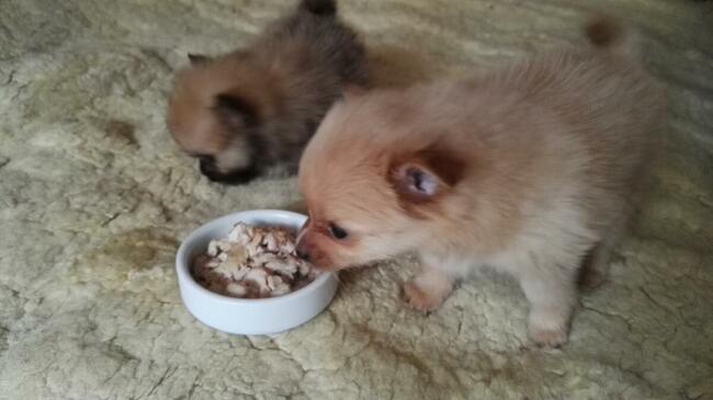 Okazja: za śliczne szczenięta Pomeranian - szpic miniaturowy