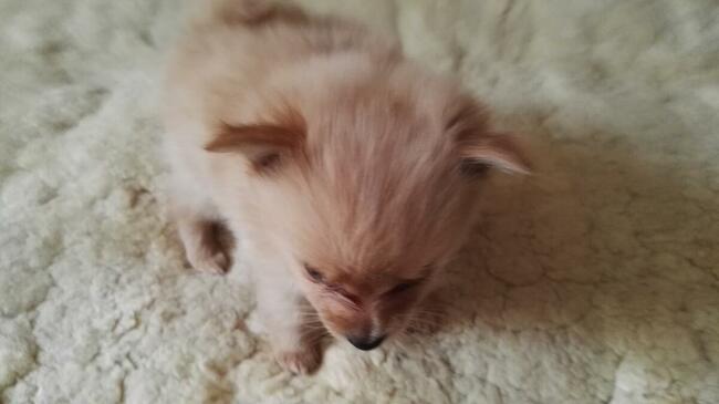 Okazja: za śliczne szczenięta Pomeranian - szpic miniaturowy