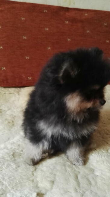 Okazja: za śliczne szczenięta Pomeranian - szpic miniaturowy