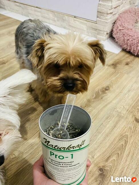 Karma Reico specjalista /sprzedaż on-line / doradztwo