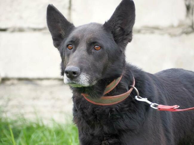 Łagodna sunia kochająca ludzi czeka na wymarzony domek