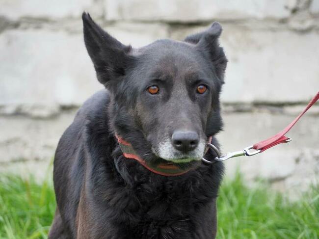 Łagodna sunia kochająca ludzi czeka na wymarzony domek