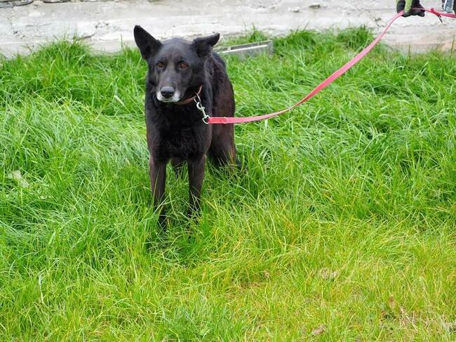 MURZYNKA łagodna posłuszna sunia szuka kochającego domku