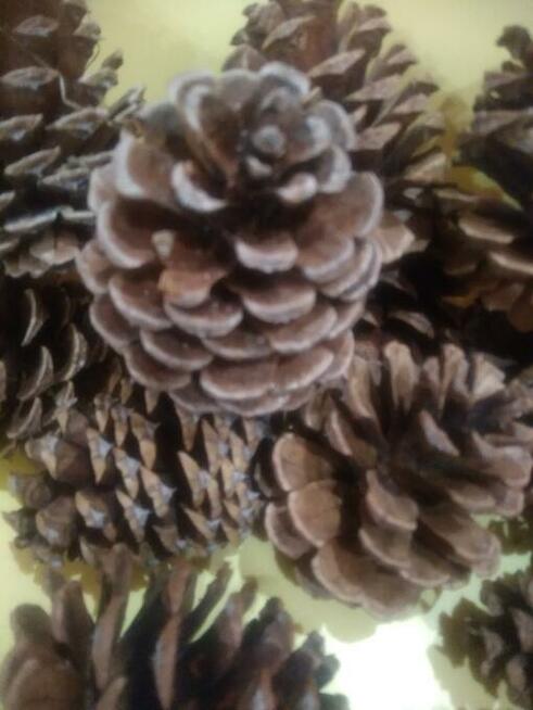 Szyszki duże z sosny żółtej