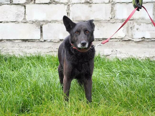 Łagodna sunia kochająca ludzi czeka na wymarzony domek