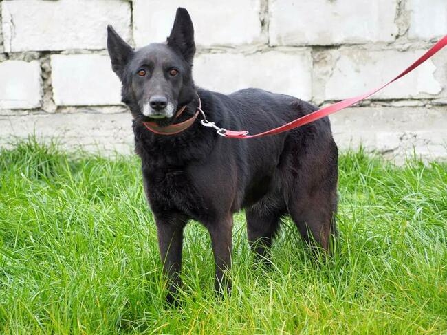 MURZYNKA łagodna posłuszna sunia szuka kochającego domku