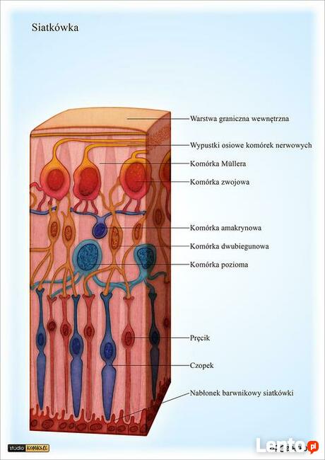 ilustracje medyczne, naukowe, wizualizacje na zmówienie