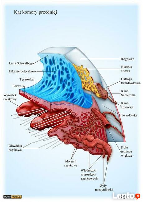 ilustracje medyczne, naukowe, wizualizacje na zmówienie