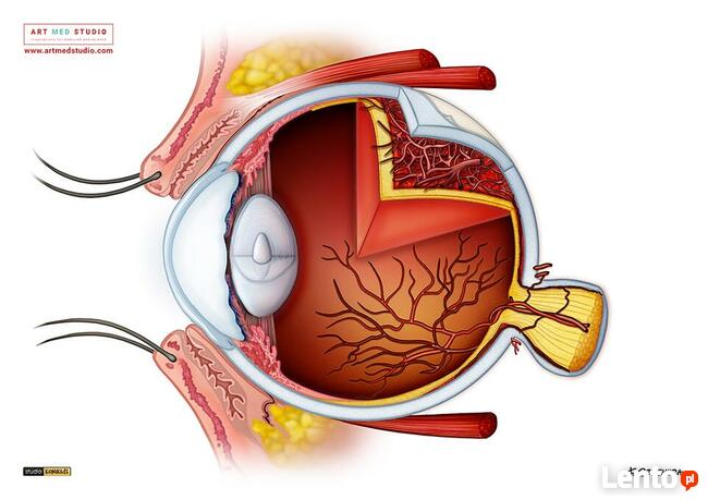 ilustracje medyczne, naukowe, wizualizacje na zmówienie