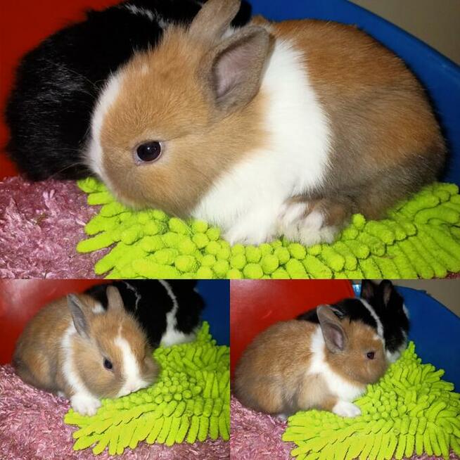 króliki króliczki karzełki gładkowłose ,miniaturki