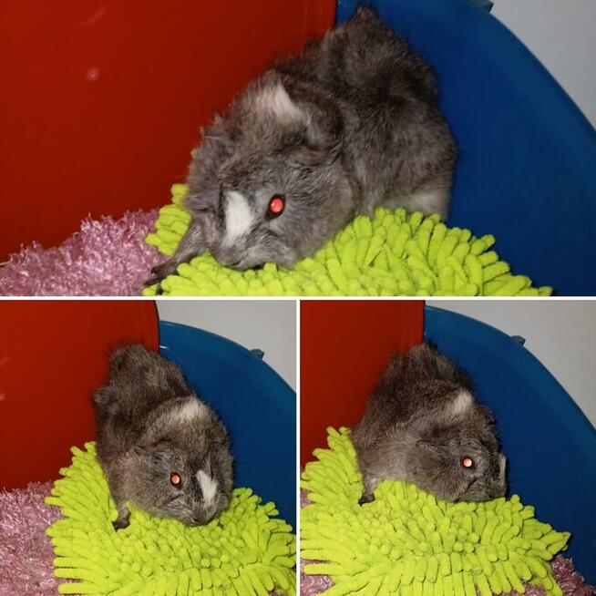 Świnki morskie rozetki, abisynki