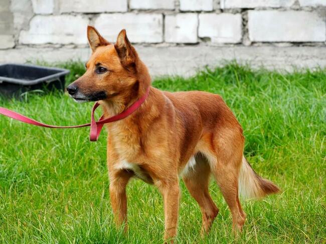 Psi ideał kochający ludzi BŁAGA o dobry domek
