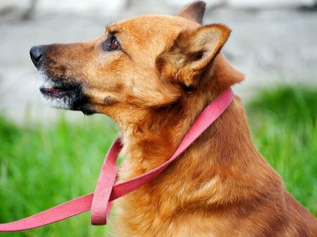 Psi ideał kochający ludzi BŁAGA o dobry domek