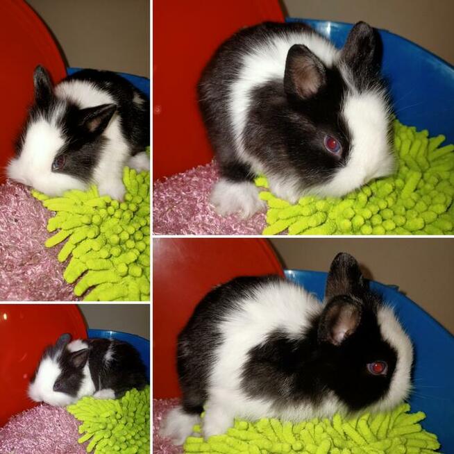 króliki króliczki karzełki gładkowłose ,miniaturki