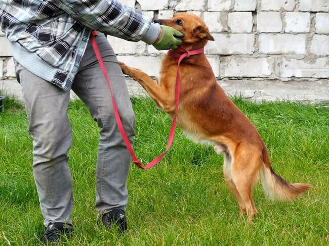 Psi ideał kochający ludzi BŁAGA o dobry domek