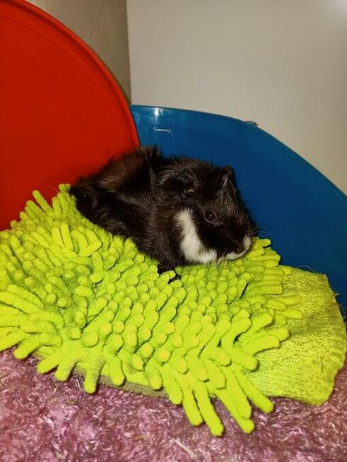 Świnki morskie rozetki, abisynki