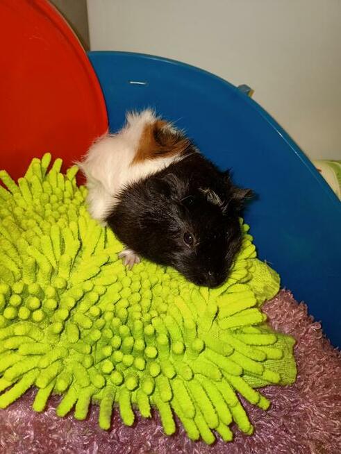 Świnki morskie rozetki, abisynki