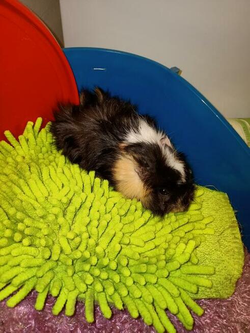 Świnki morskie rozetki, abisynki