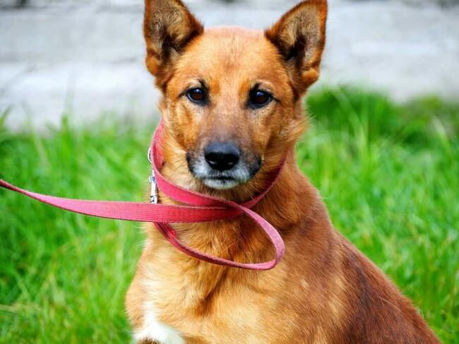 Psi ideał kochający ludzi BŁAGA o dobry domek