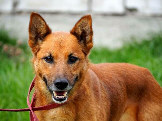 Psi ideał kochający ludzi BŁAGA o dobry domek