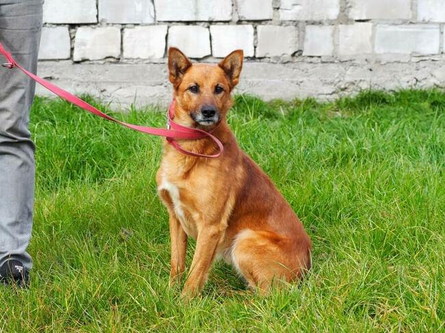 Psi ideał kochający ludzi BŁAGA o dobry domek