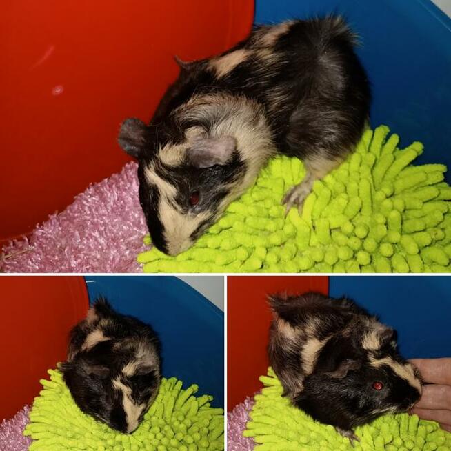 Świnki morskie rozetki, abisynki