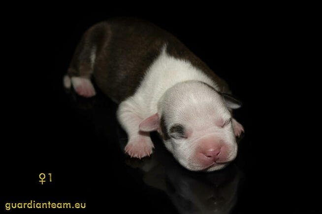 Czekamy na szczeniaczki! AMSTAFF rod ZKwP / FCI