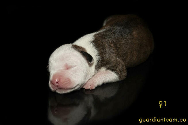 Czekamy na szczeniaczki! AMSTAFF rod ZKwP / FCI